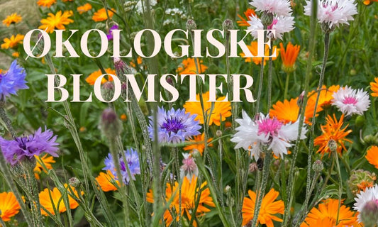 Økologiske blomster